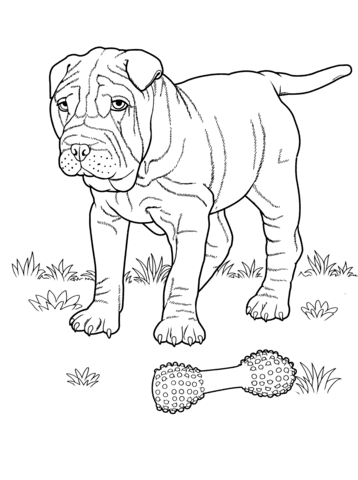 Shar Pei  Coloring page