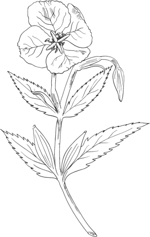 Showy Evening Primrose Coloring page