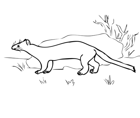 Stoat Ermine Coloring page
