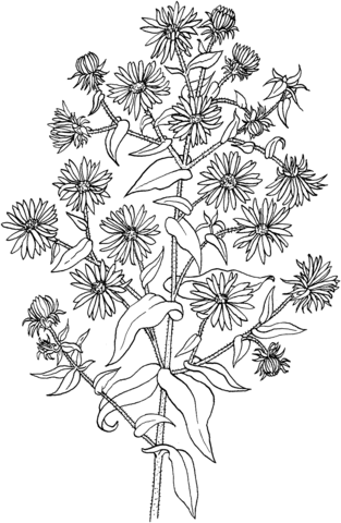 Symphyotrichum Novae Angliae or New England Aster Coloring page