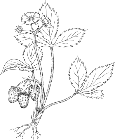 Virginia Strawberry or Wild Strawberry Coloring page