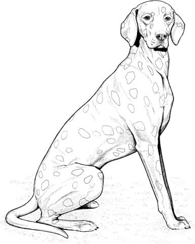 Weimaraner Coloring page