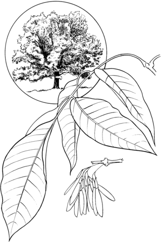 White Ash or American Ash Coloring page