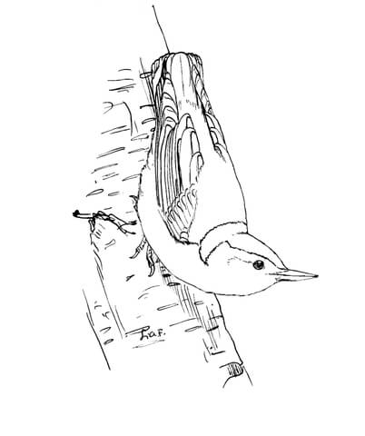 White Breasted Nuthatch Coloring page