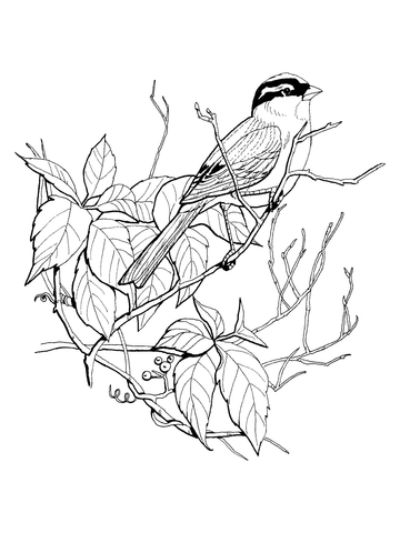 White Crowned Sparrow Coloring page