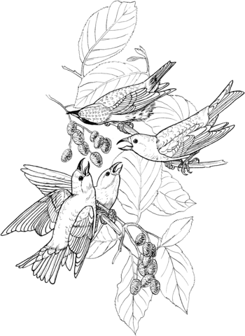 White Winged Crossbill Coloring page