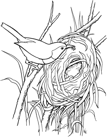 Rufous-breasted Wren Bird Build a Nest Coloring page