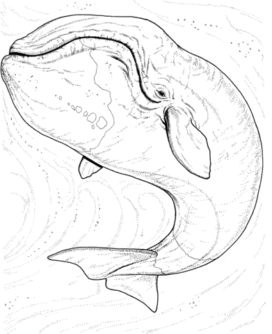 Northern Right whale Coloring page