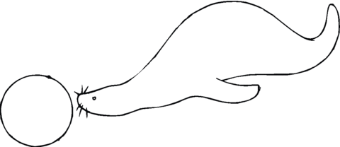 A Seal Push The Ball Coloring page