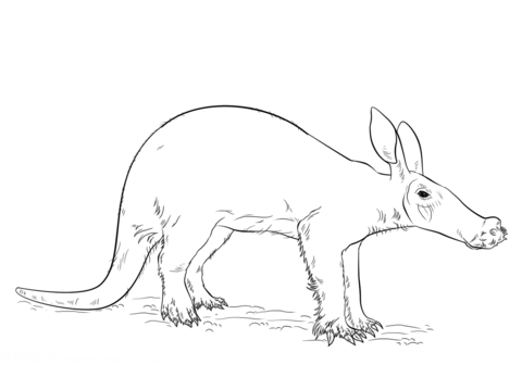 Aardvark Coloring page