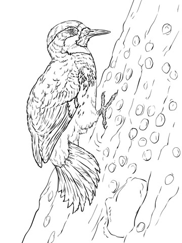 Acorn Woodpecker Coloring page