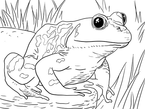 Adult Male American Bullfrog Coloring page