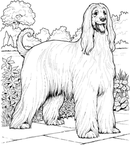 Afghan Hound  Coloring page