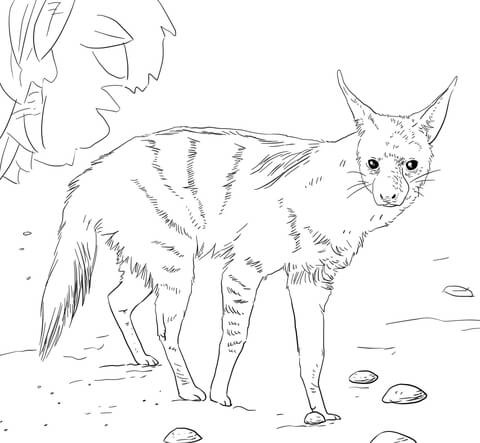 African Aardwolf Coloring page