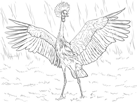 African Black Crowned Crane Coloring page