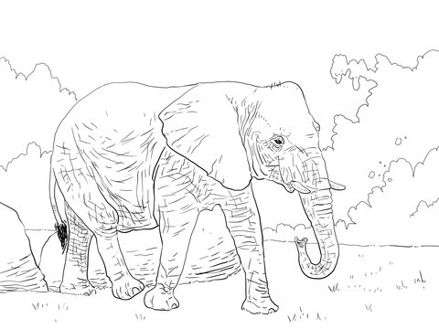African Bush Elephant Walking Coloring page