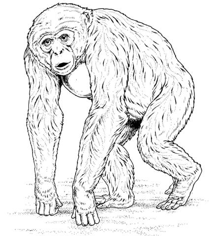 African Chimpanzee Coloring page