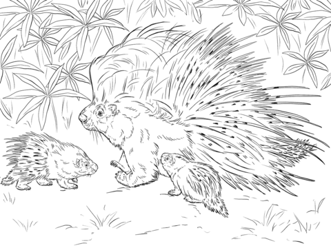 African Crested Porcupine Coloring page