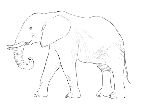 African Elephant Coloring page