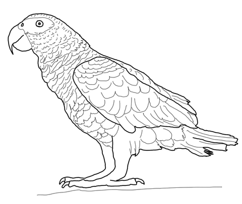 African Gray Parrot Coloring page