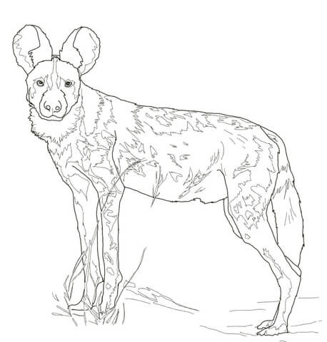 African Wild Dog Coloring page