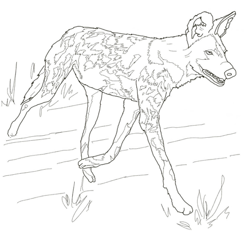 African Wild Dog or Painted Hunting Dog Coloring page