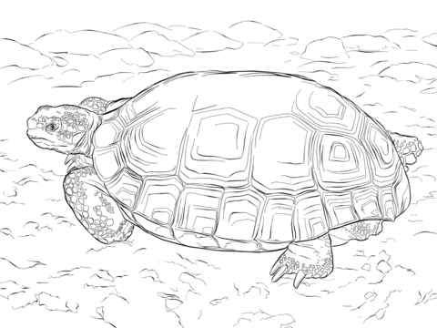 Agassizs Desert Tortoise Coloring page