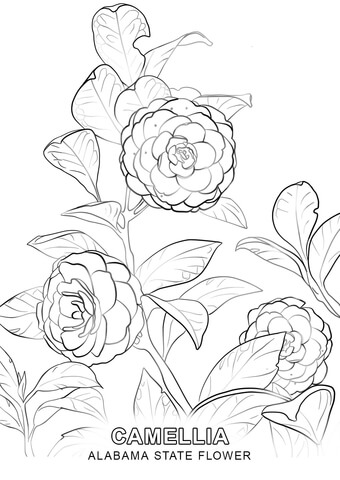 Alabama State Flower Coloring page