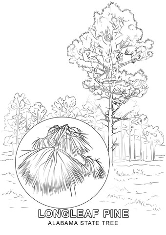 Alabama State Tree Coloring page