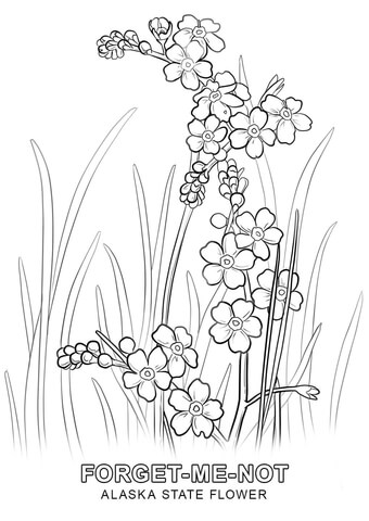 Alaska State Flower Coloring page