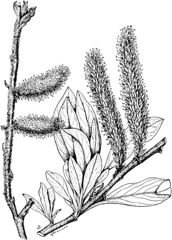 Alaska Willow or Feltleaf Willow Branchlet Coloring page