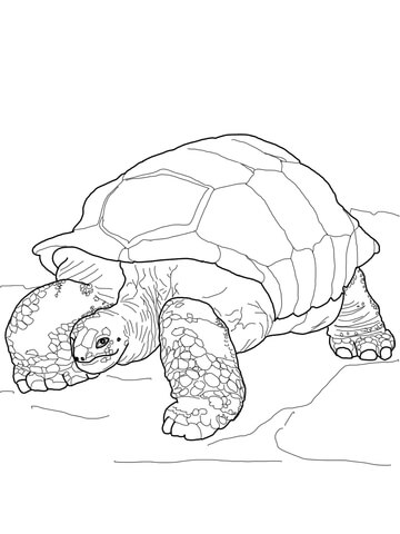 Aldabra Giant Tortoise Coloring page
