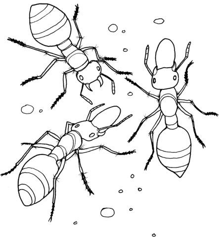 Allegheny Mound Ant Coloring page