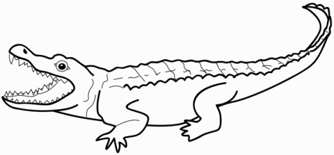 Alligator Coloring page
