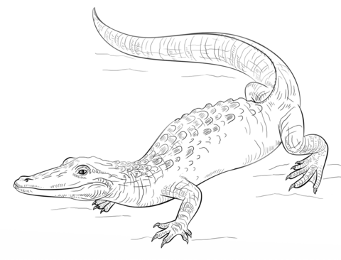 Realistic alligator  Coloring page