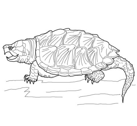 Alligator Snapping Turtle Coloring page