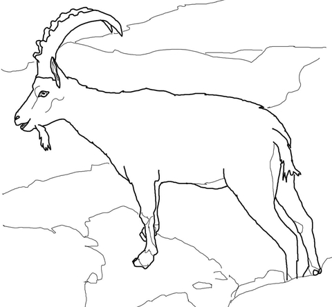 Alpine Ibex Coloring page