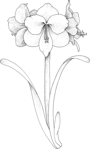 Amaryllis Flower Coloring page