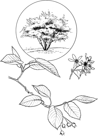 Amelanchier Coloring page