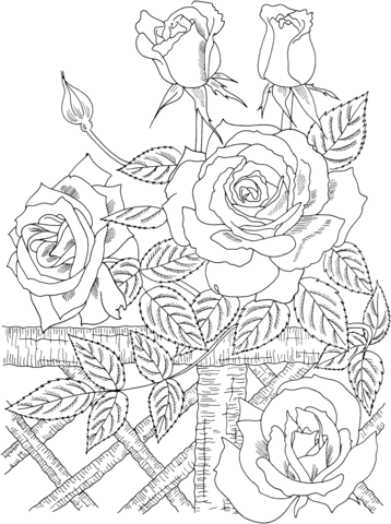 'America' Climbing Rose Coloring page