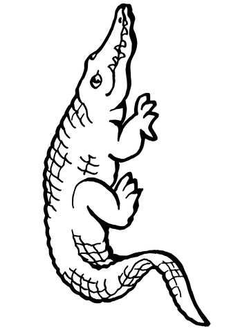 American Alligator Coloring page