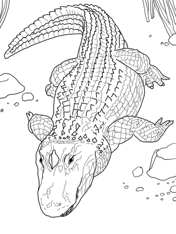 American Alligator or Common Alligator Coloring page