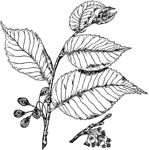 American Elm Branchlet Coloring page