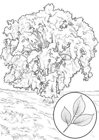 American Elm Coloring page