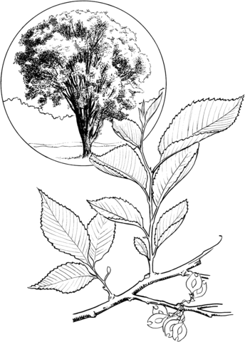 American Elm or White Elm Tree Coloring page