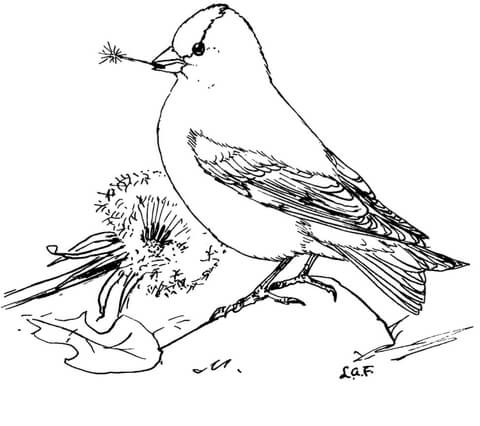 American Goldfinch Feeds Dandelion Seeds Coloring page