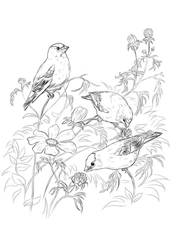 American Goldfinches Coloring page