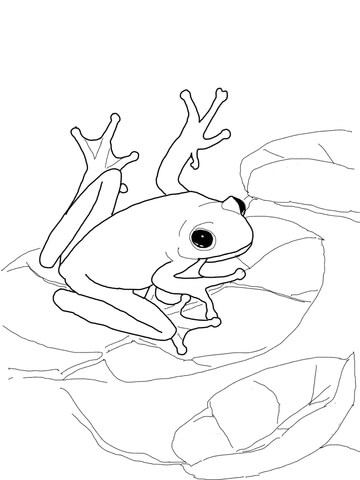 American Green Tree Frog Coloring page