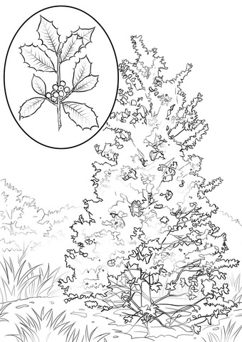 American Holly Coloring page