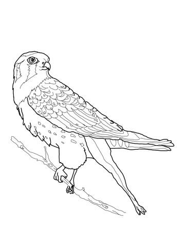 Perched American Kestrel Coloring page